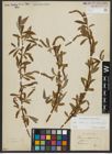 Foto von Salix alba subsp. vitellina (L.) Arcang.